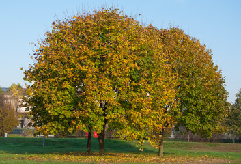 Fototapeta premium Trees during autumn moment