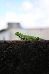 Iguana