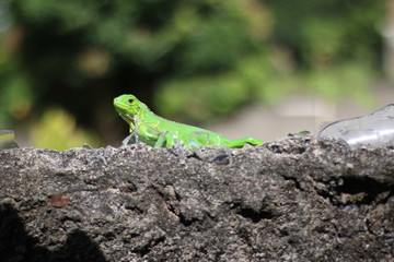Iguana