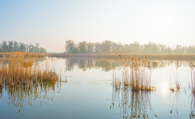 Fototapeta na wymiar Reed along the edge of a foggy lake below a blue sky at sunrise in spring