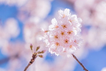 満開の桜の花
