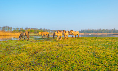 Fototapeta na wymiar Horses in a field along a foggy pond below a blue sky at sunrise in spring