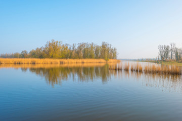 Reed along the edge of a foggy lake below a blue sky at sunrise in spring