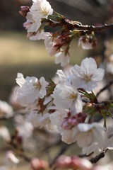 Obraz premium 桜の花