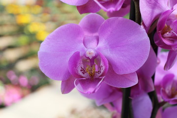 Obraz premium Orquidea Morada