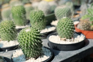 Beautiful cactus for sell