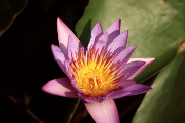Beautiful lotus flowers in tropical