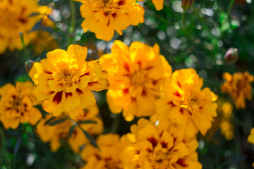 Orange, yellow and red marigold flowers at garden in hot summer autumn day.