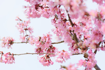 Obraz premium 河津桜