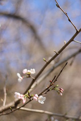 桜の花