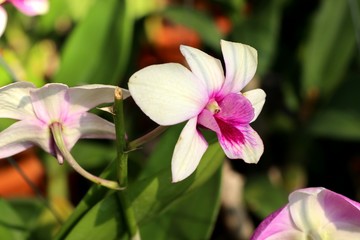 orchid flower in tropical