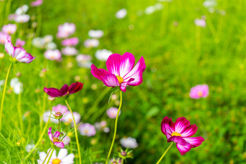 pink flowers in the garden