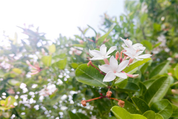Fototapeta premium a group of white flower in blur leaf background after raining
