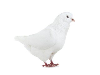white  dove isolated
