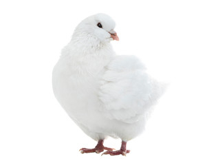 Obraz premium white dove isolated