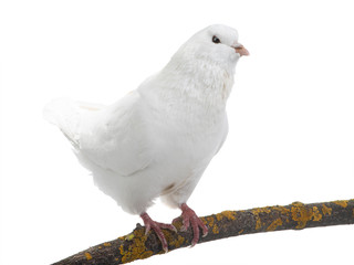 white  dove isolated