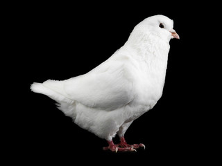 white  dove isolated on a black