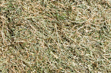 Half-dried mowed grass close up