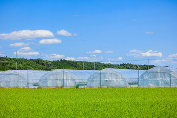 田んぼとビニールハウス