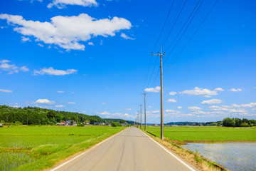 Fototapeta premium 田んぼと農道
