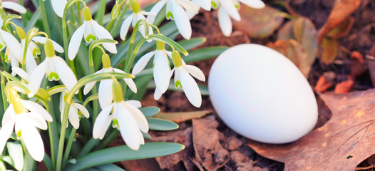 Snowdrop and easter egg in sunny spring garden .