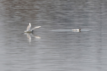 Seagull landing on the surface.