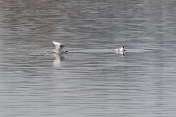 Seagull landing on the surface.