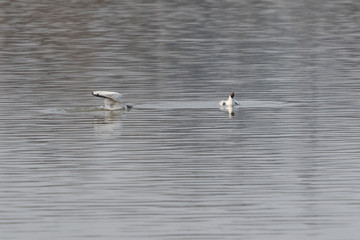 Seagull landing on the surface.