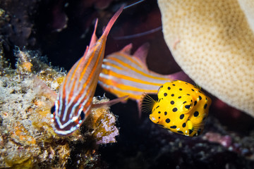 Fish swim in the Red Sea, colorful fish, Eilat Israel