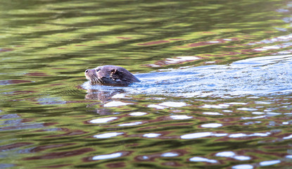 An adult male (dog) Eurasian otter (Lutra lutra) swims in the River Severn in the town of...