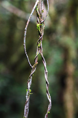 Vines twisted around each other in New Zealand.
