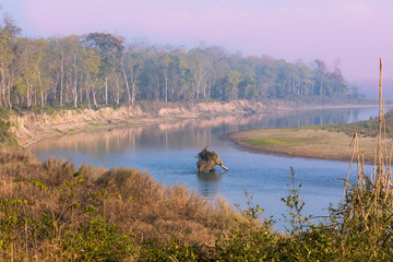Elephant crossing River