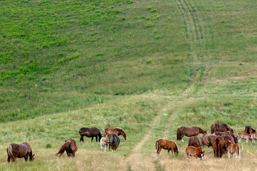 cavalli in libertà nelle colline di castelluccio di norcia