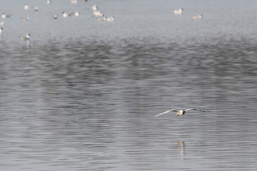 Seagull flying over the water.