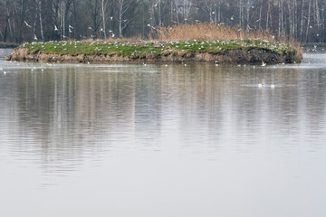 Obraz premium Seagull - flying around the rookery on the lake.