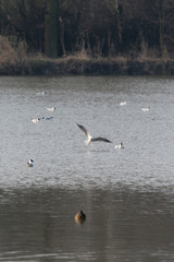 Seagull flying over the water.