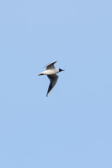 Obraz premium Flying seagull in the sky.