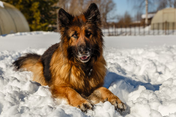 german shepherd dog, the dog is lying on the snow