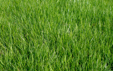 Green meadow grass field