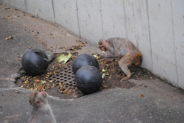日本猿