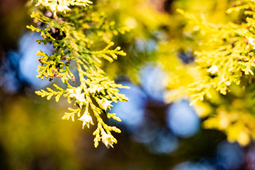 Beautiful green spring plants in nature background