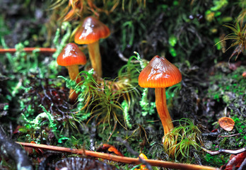 Orange mushrooms growing on a hillside in Arthur's Pass National Park, New Zealand.