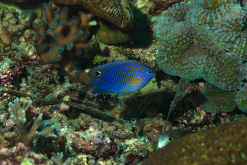 Blue Scribbled Damsel Pomacentrus nagasakiensis