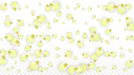 Vector Realistic Pink Petals Falling on Transparent Background.  Spring Romantic Flowers Illustration. Flying Petals. Sakura Spa Design. Blossom Confetti.