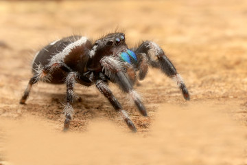 Jumping spider hyllus diardi female asian borneo