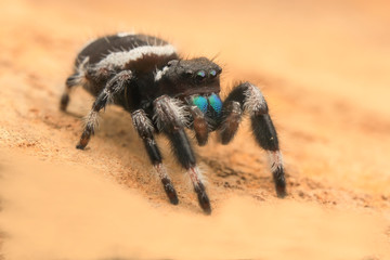 Jumping spider hyllus diardi female asian borneo