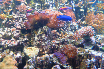 Seabed landscape with deep-sea living organisms: corals, sea anemones and fish.