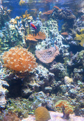 Seabed landscape with deep-sea living organisms: corals, sea anemones and fish.