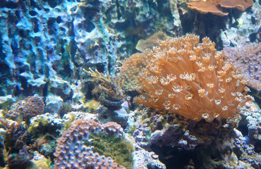Seabed landscape with deep-sea living organisms: corals, sea anemones and fish.