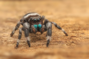 Jumping spider hyllus diardi female asian borneo